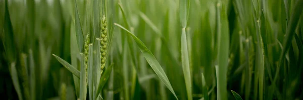 Ripening Ears Meadow Wheat Field Rich Harvest Concept Ears Green — Stock Photo, Image