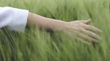 Yazın başında olgunlaşan buğday kulaklarına dokunan bir çiftçinin eli. Buğday tarlasında çiftçi eli. Tarım ekili buğday tarlası.