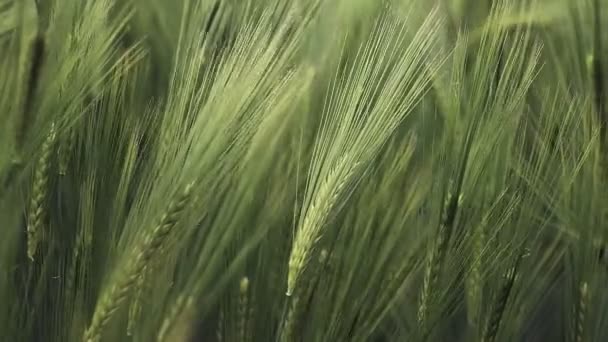 Reife Ähren Von Weizenfeld Reiche Ernte Zeitlupe Weizenfeld Ähren Aus — Stockvideo