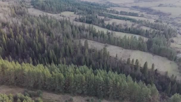 Вид Воздуха Лес Зелеными Хвойными Деревьями Облачный Весенний День Природный — стоковое видео