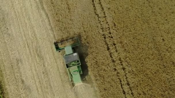 Combinatie Oogstmachine Verzamelt Tarweoogst Landbouwmachines Die Tijdens Het Oogsten Landbouwgrond — Stockvideo