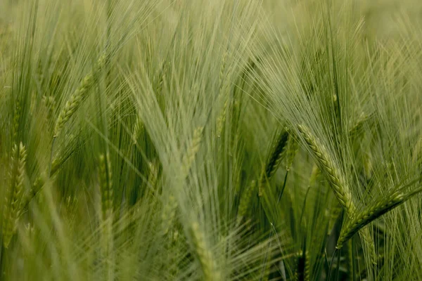 Сохнущие Колосья Лугового Пшеничного Поля Концепция Богатого Урожая Уши Зеленой — стоковое фото