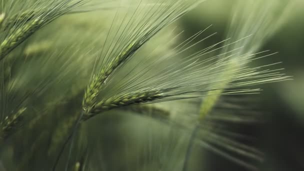 草原のコムギ畑の熟成耳 豊かな収穫の概念 スローモーションの麦畑 緑の小麦の耳を閉じる — ストック動画