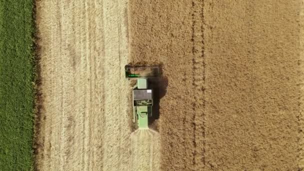Mähdrescher Sammelt Die Weizenernte Ein Landmaschinen Die Während Der Ernte — Stockvideo
