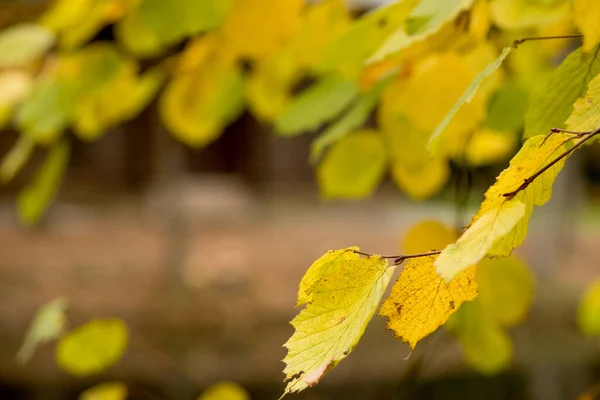 Fall, autumn, leaves background. A tree branch with autumn leaves on a blurred background. Landscape in autumn season.