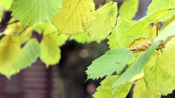 가을은 배경을 이룬다 배경에 가지가 가을철의 — 비디오
