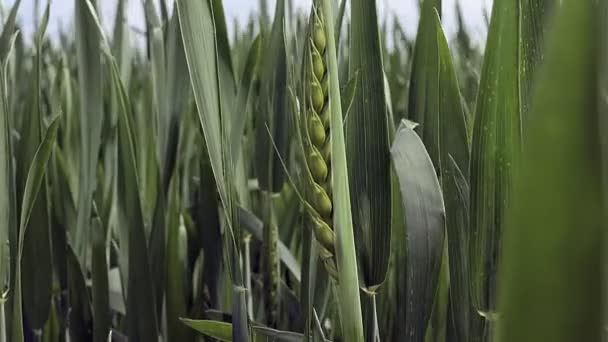 Maturazione Spighe Prato Campo Grano Ricco Concetto Raccolto Rallentatore Campo — Video Stock