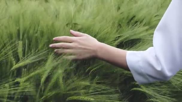 Mão Fazendeiro Tocando Orelhas Trigo Amadurecimento Início Verão Mão Agricultor — Vídeo de Stock