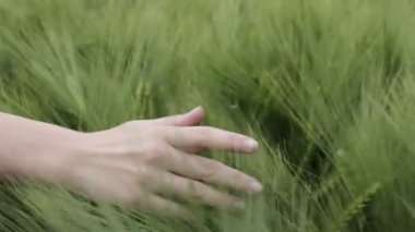 Yazın başında olgunlaşan buğday kulaklarına dokunan bir çiftçinin eli. Buğday tarlasında çiftçi eli. Tarım ekili buğday tarlası.