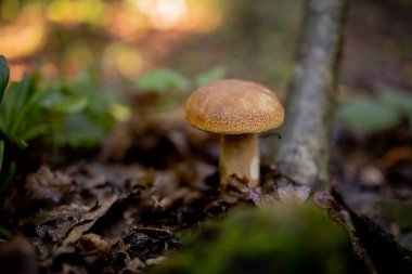 Ormanda beyaz mantarlar, yapraklardan oluşan bir arka plan, parlak güneş ışığı. Boletus. Mantar..