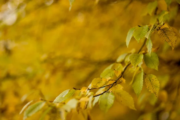 Automne Automne Feuilles Fond Une Branche Arbre Avec Des Feuilles — Photo