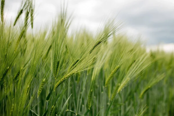 Olgunlaşmış Çayır Buğday Tarlaları Zengin Hasat Konsepti Yeşil Buğday Kulakları — Stok fotoğraf