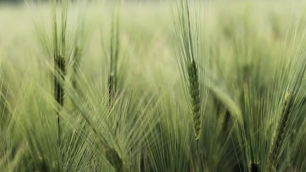 Oren Van Tarwe Van Dichtbij Tarweveld Kweken Bij Zonsondergang Gebied — Stockvideo