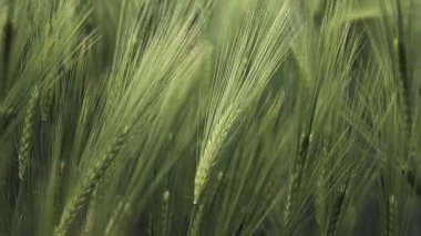 Olgunlaşmış çayır buğday tarlaları. Zengin hasat konsepti. Yavaş çekim buğday tarlası. Yeşil buğday kulakları..