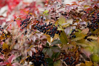 Sonbahar, sonbahar, yapraklar. Arka planda sonbahar yaprakları olan bir ağaç dalı. Sonbahar mevsiminde manzara.