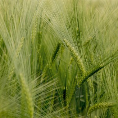 Olgunlaşmış çayır buğday tarlaları. Zengin hasat konsepti. Yeşil buğday kulakları..
