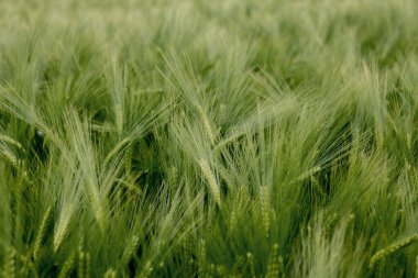 Olgunlaşmış çayır buğday tarlaları. Zengin hasat konsepti. Yeşil buğday kulakları.