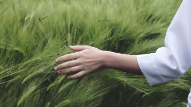 Yazın başında olgunlaşan buğday kulaklarına dokunan bir çiftçinin eli. Buğday tarlasında çiftçi eli. Tarım ekili buğday tarlası.