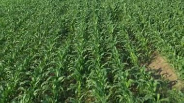 Hava, kırsal arazinin üzerinde büyüyen mısır tarlası sabah güneşiyle birlikte uçuş. Drone bakış açısından mısır tarlasının hava görüntüsü.