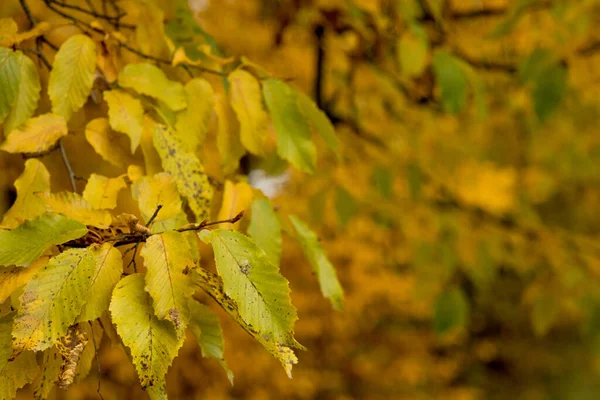 Fall, autumn, leaves background. A tree branch with autumn leaves on a blurred background. Landscape in autumn season.