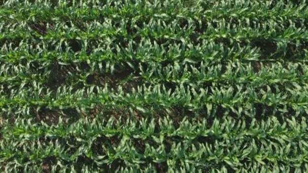 Aerial Flight Rural Countryside Landscape Growing Corn Field Morning Sunrise — Stock Video