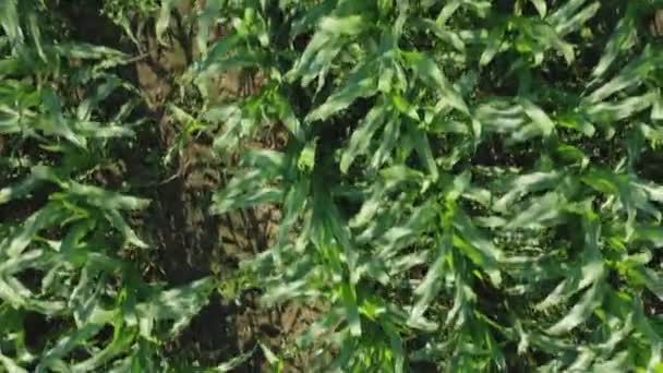 Aerial Flight Rural Countryside Landscape Growing Corn Field Morning Sunrise — Stock Video