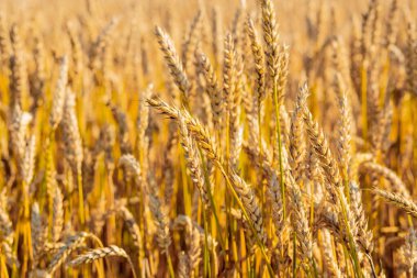 Altın buğday tarlası. Güzel Doğa Günbatımı Manzarası. Olgunlaşan çayırlık buğday tarlalarının arka planı. Büyük hasat ve verimli tohum endüstrisi kavramı.