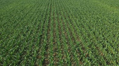Güneşli bir günde verimli topraklarda genç bitkilerin bulunduğu mısır tarlası..