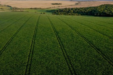 Günbatımında verimli topraklarda genç bitkilerin bulunduğu mısır tarlası..