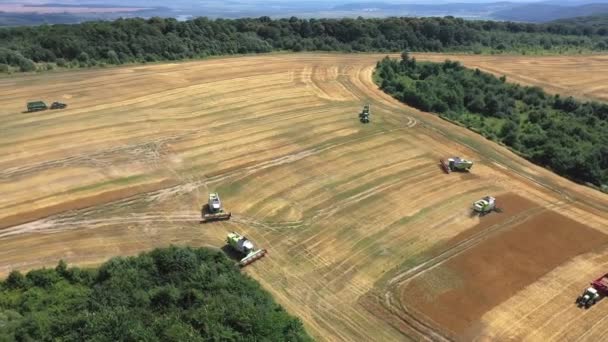Many Combine Harvesters Harvest Crops Agricultural Field Aerial View — Stock Video