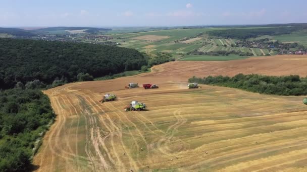 Muchos Cosechadoras Cosechadoras Cosechan Cultivos Una Vista Aérea Campo Agrícola — Vídeos de Stock