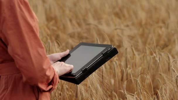 Caucasian Agronomist Controleert Het Veld Van Granen Stuurt Gegevens Naar — Stockvideo