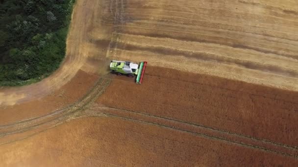 Muchos Cosechadoras Cosechadoras Cosechan Cultivos Una Vista Aérea Campo Agrícola — Vídeos de Stock