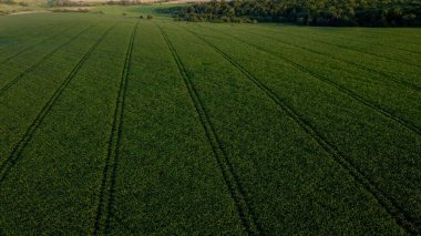 Günbatımında verimli topraklarda genç bitkilerin bulunduğu mısır tarlası..