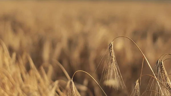 Ripe golden spikes of Barley in the field. Ears of Barley. Spikelets. Cereal crop. Close up. Macro