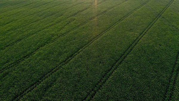 Campo Milho Com Plantas Jovens Solo Fértil Pôr Sol — Fotografia de Stock