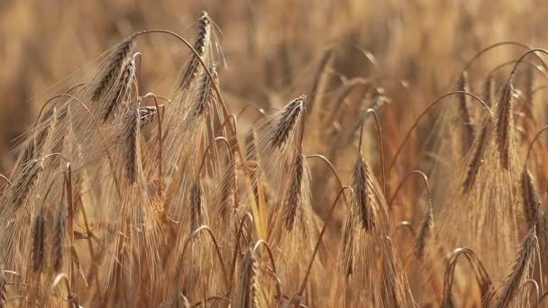 Созрела Пшеница Фоне Голубого Неба Колючки Пшеницы Зерном Трясут Ветер — стоковое видео