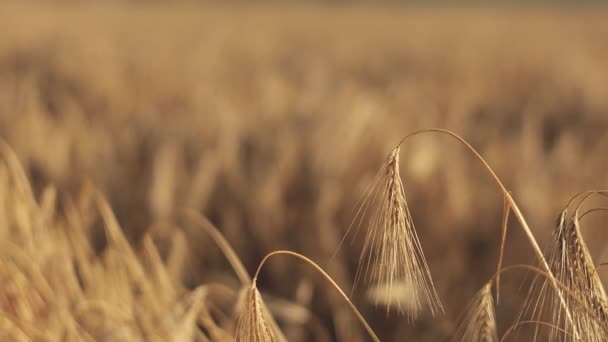 Уши Пшеницы Закрываются Концепция Сбора Сбора Урожая Макро Выстрел — стоковое видео