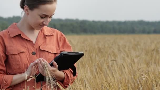 Beyaz Agronomist Mısır Gevreği Tarlasını Kontrol Ediyor Tabletteki Buluta Veri — Stok video