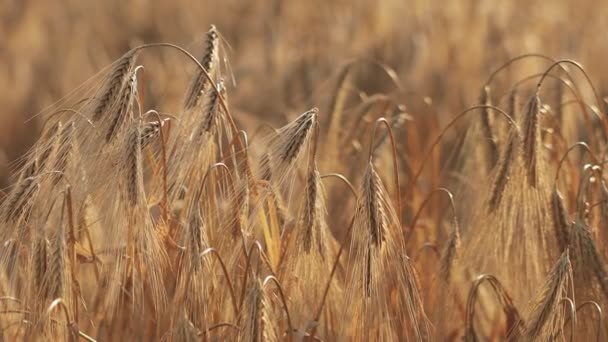 Созрела Пшеница Фоне Голубого Неба Колючки Пшеницы Зерном Трясут Ветер — стоковое видео