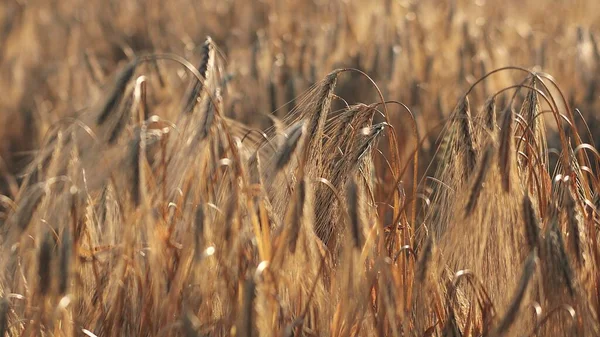 Ripe golden spikes of Barley in the field. Ears of Barley. Spikelets. Cereal crop. Close up. Macro