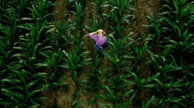 Çiftçi ya da tarımcı mısır koçanı tarlasını teftiş eder. Tarım sektörü kavramı. Tabletli tarımcı mısır koçanlarını kontrol ediyor.