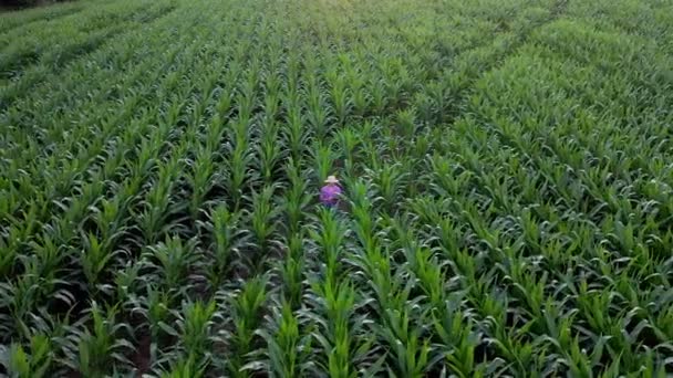 Agricultor Agrônomo Inspecionar Campo Espigas Milho Conceito Negócio Agrícola Agronomista — Vídeo de Stock