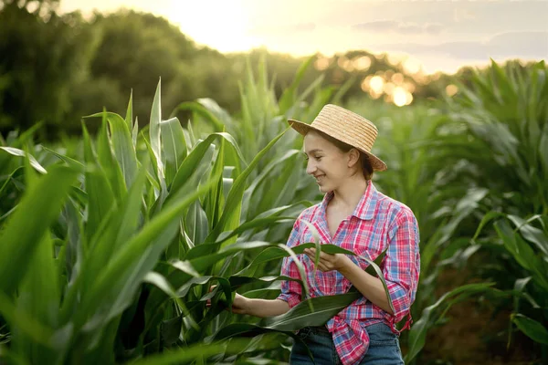 Bělošský Farmář Kráčí Kukuřičném Poli Před Západem Slunce Zkoumá Úrodu — Stock fotografie