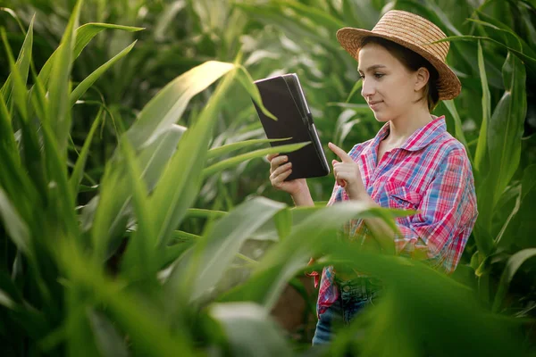 Agricoltore Caucasico Che Cammina Nel Campo Mais Esamina Raccolto Prima — Foto Stock