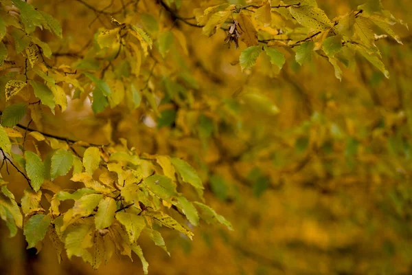 Fall, autumn, leaves background. A tree branch with autumn leaves on a blurred background. Landscape in autumn season.