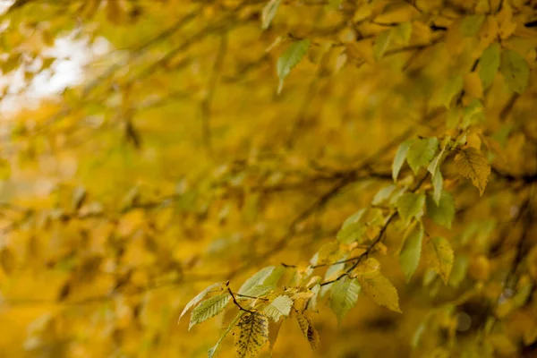 Fall, autumn, leaves background. A tree branch with autumn leaves on a blurred background. Landscape in autumn season.