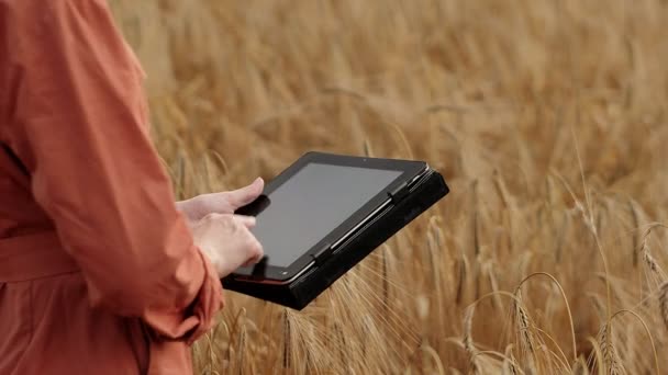 Caucasian Agronomist Controleert Het Veld Van Granen Stuurt Gegevens Naar — Stockvideo