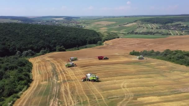 Muchos Cosechadoras Cosechadoras Cosechan Cultivos Una Vista Aérea Campo Agrícola — Vídeos de Stock