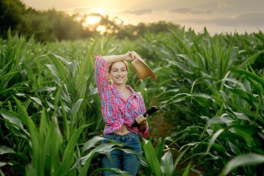 Beyaz çiftçi mısır tarlasında yürüyor ve gün batımında hasat etmeden önce ekinleri inceliyor. Tarım - gıda üretimi, hasat konsepti.